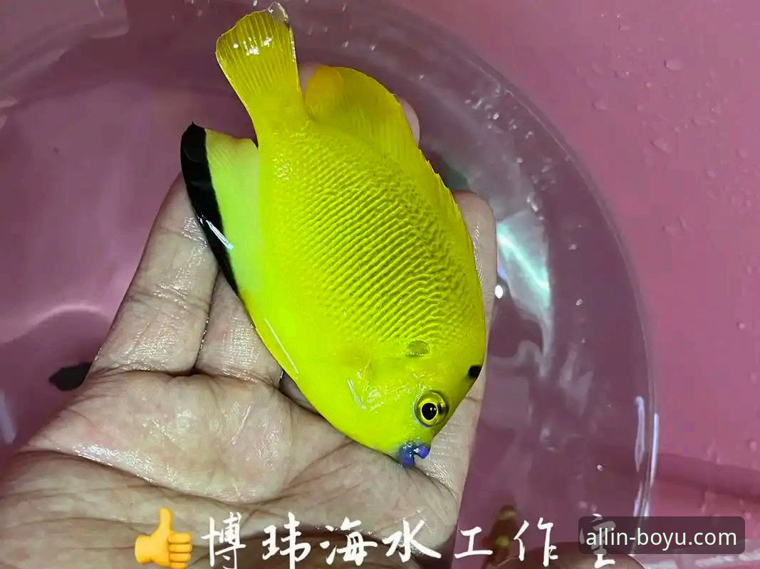 关注博鱼综合平台最新动态：体育投注手机版体验全面升级