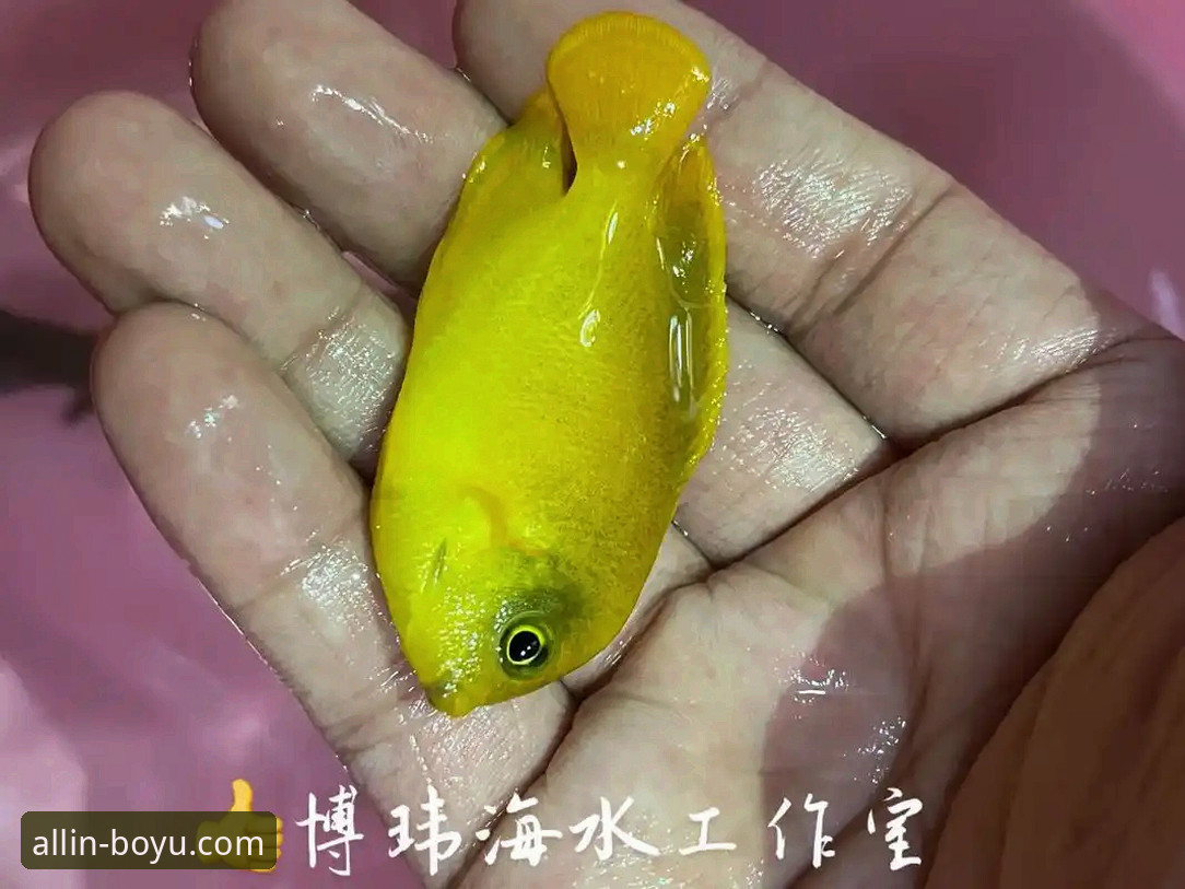 关注博鱼综合平台最新动态：体育投注手机版体验全面升级